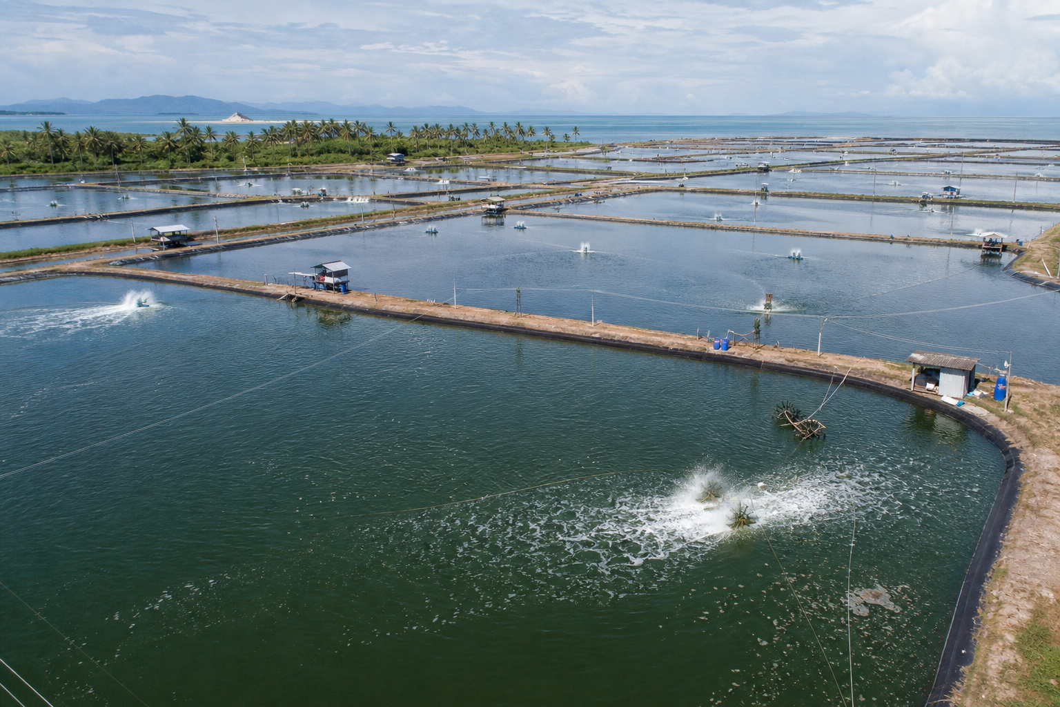 AQUACULTURE AND SHRIMP FARMS